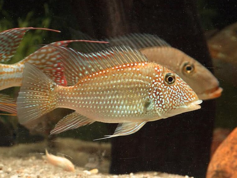 Satanoperca leucosticta