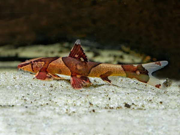 Botia Red Lizzard
