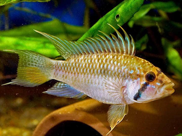 Apistogramma Barlowi/Glasser Casal