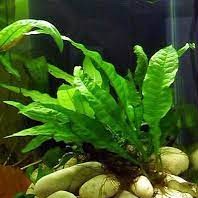 Microsorum Wave Leaf