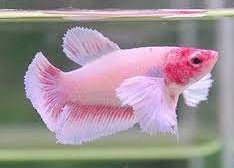 Betta Dumbo SD Hembra