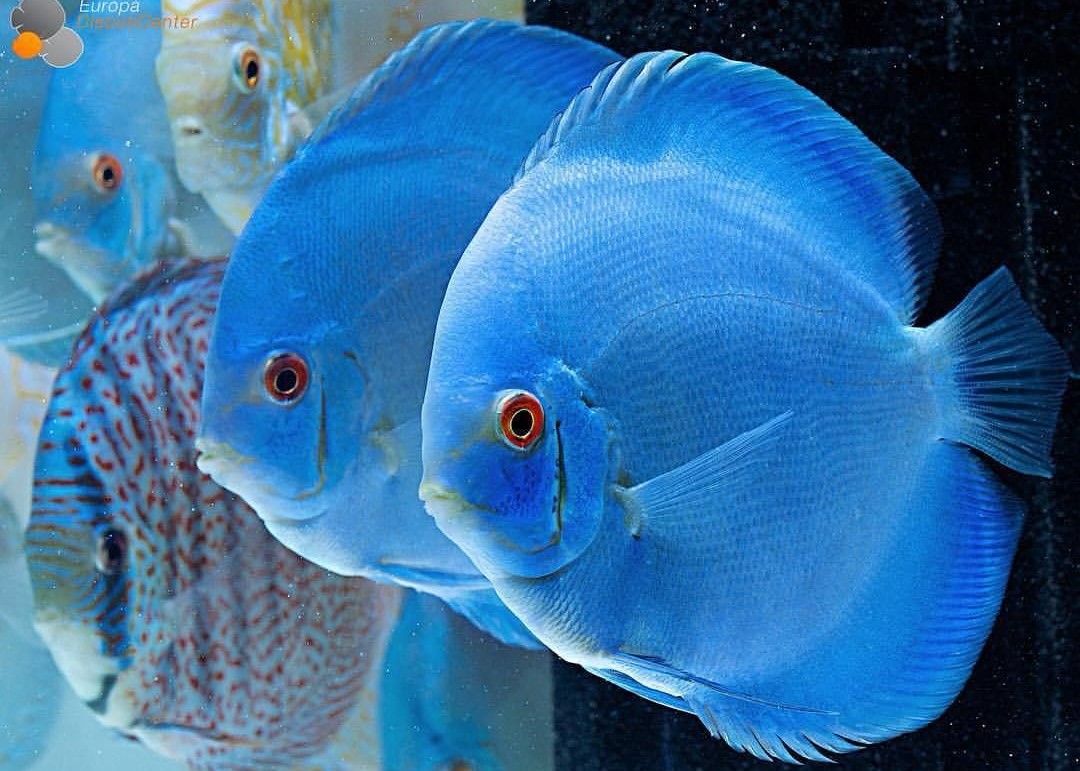 Discus Blue Diamond