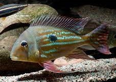 Geophagus winimilleri mediano