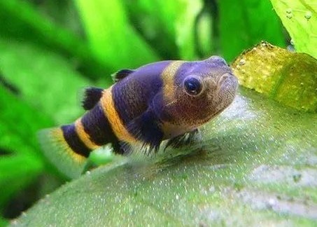 Gobio aBEJA