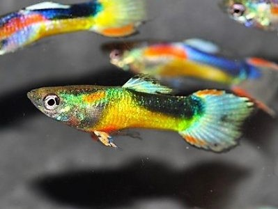 Lebistes Golden Blue Endler Macho