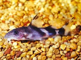 Synodontis Decorus