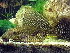 Vieja Leopardo Joselima