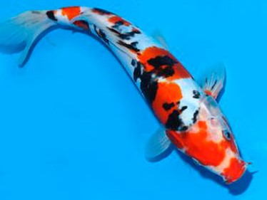 Carpa Koi Tricolor
