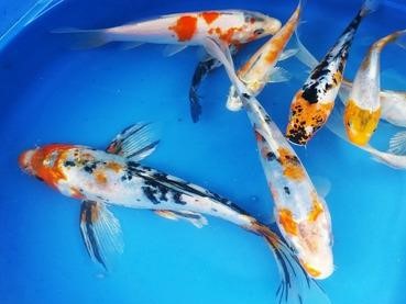 Carpa Koi SURTIDA Chica