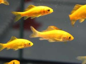 Cometa Oro