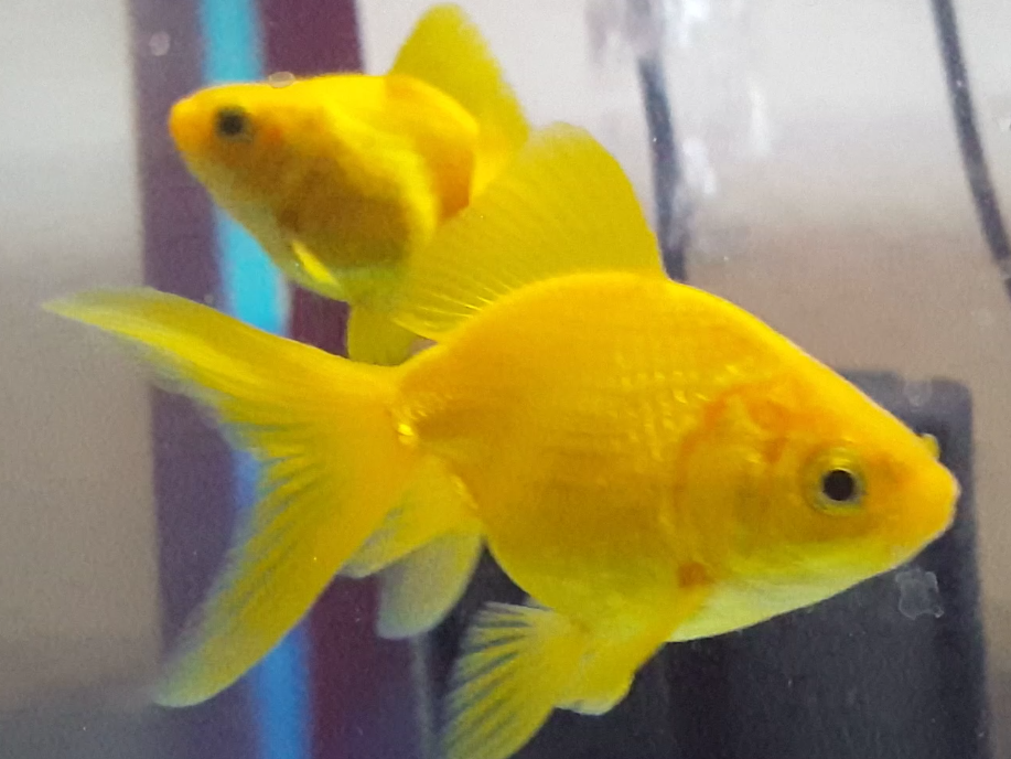 Goldfish Oro