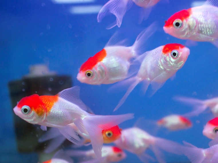 Oranda Red Cap