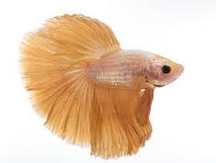Betta SD Naranja/amarillo Macho