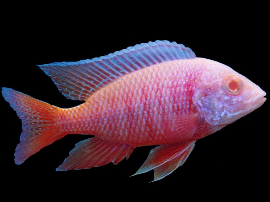 Aulonocara dragon blood albino