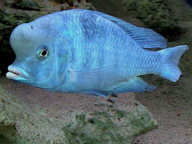 Delfin del Malawi
