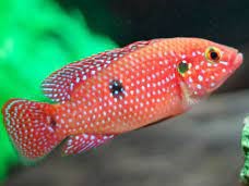 Joya Rojo