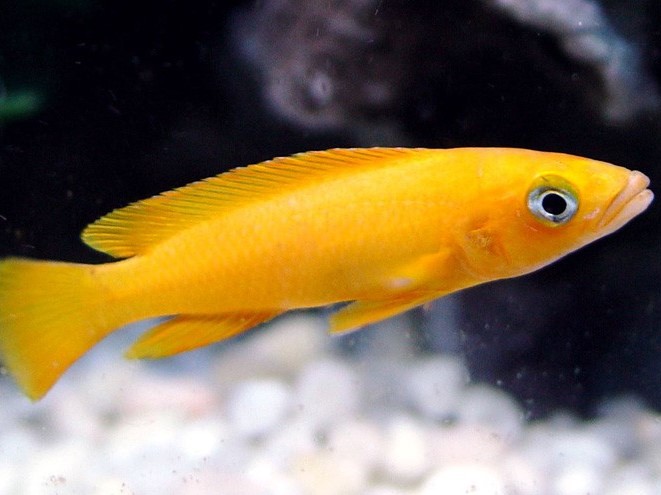Leleupi Orange