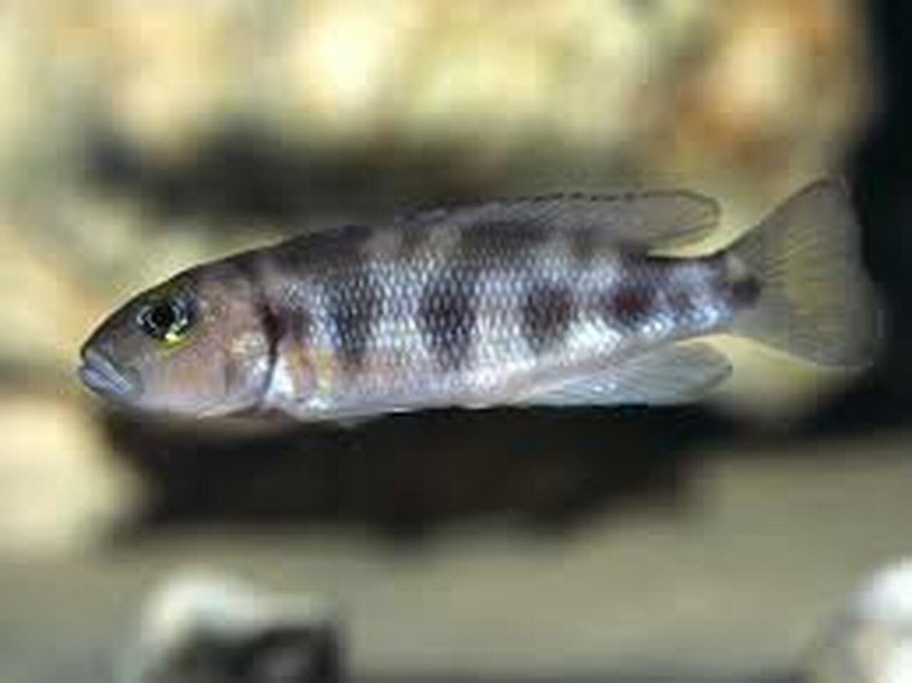 Neolamprologus hecqki
