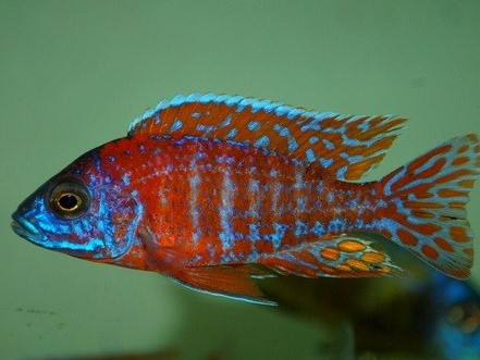 Aulonocara super rubin red