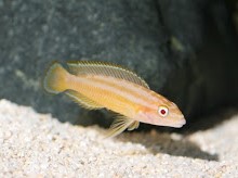 julidocromis ornatus albino