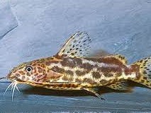 Synodontis waterlots