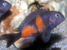 TROPHEUS CHERRY CHEEK