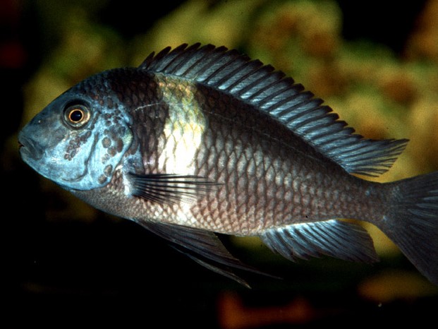 Tropheus duboisi