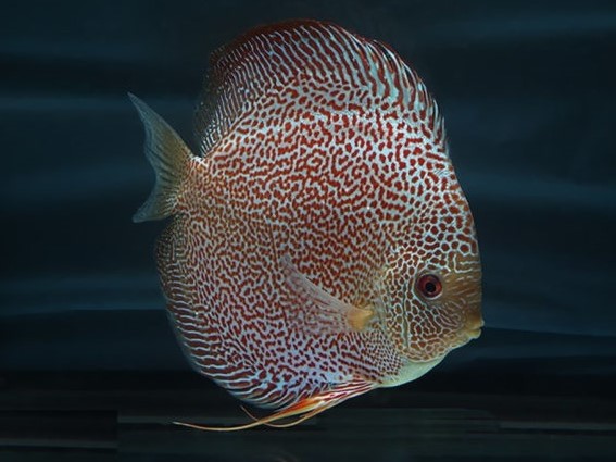 Discus eruption snakeskin
