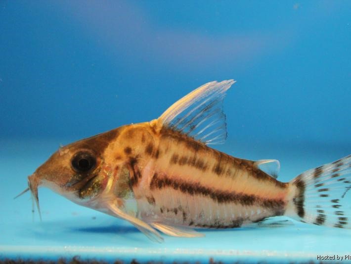 Brochis Pulcher (Ex Coridora Pulcher)