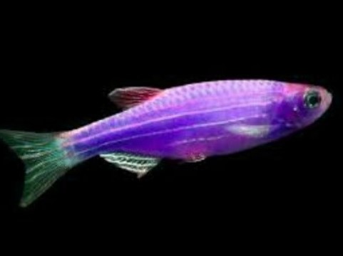 Cebritas galactic purple