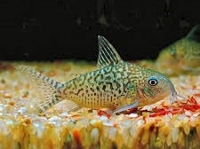 Brochis Sodalis (Ex Coridora Sodalis)