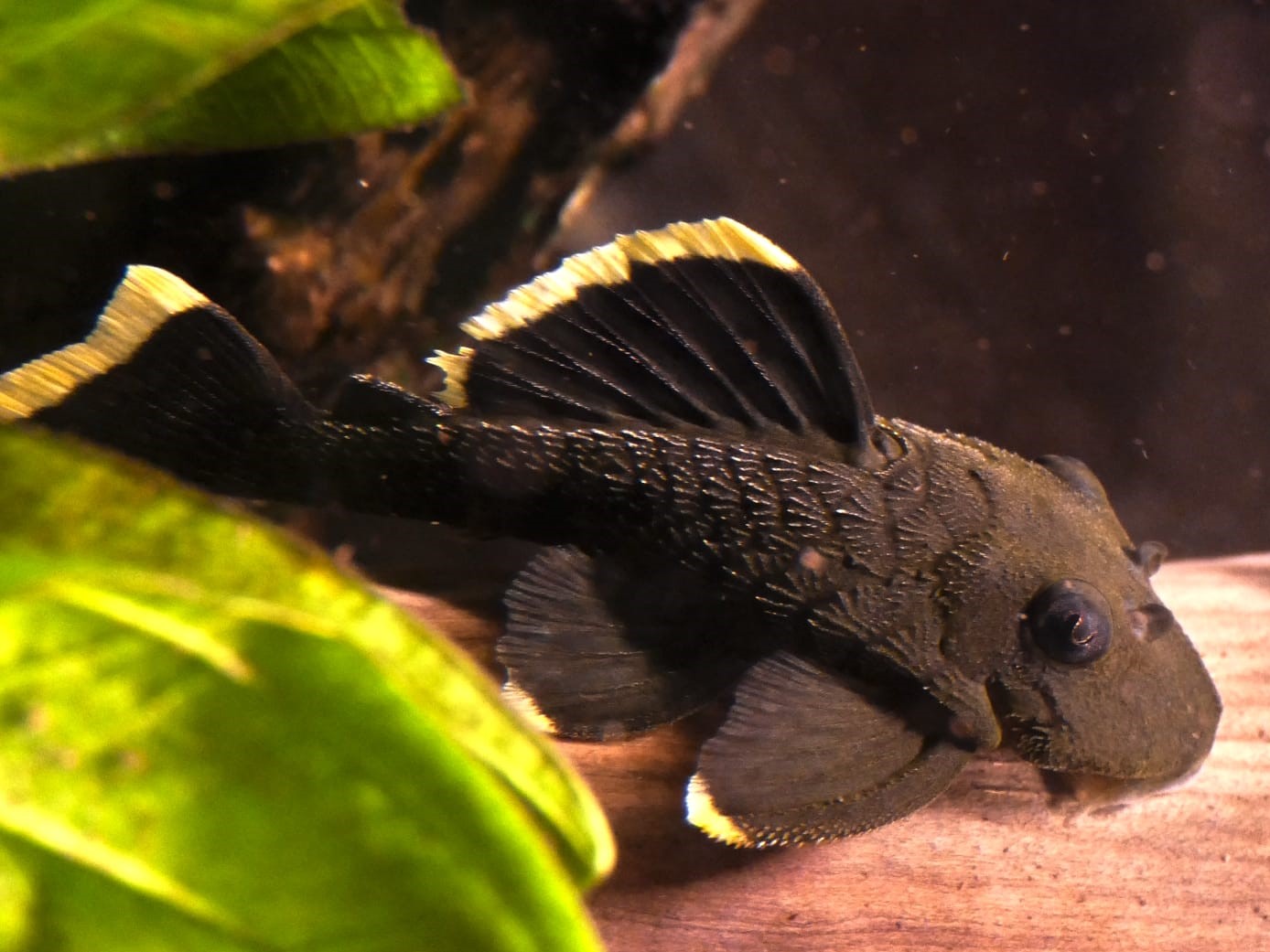 Pleco Mango L047