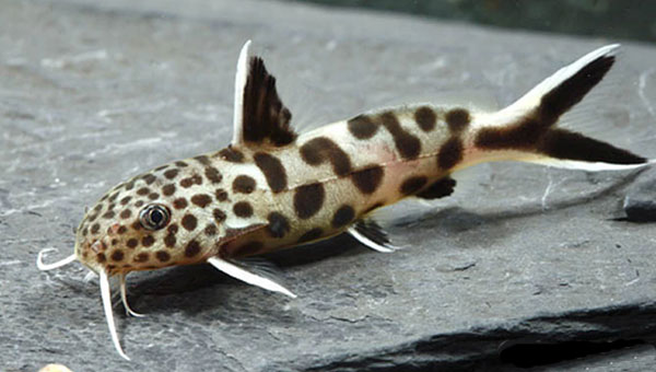 Synodontis Petricola