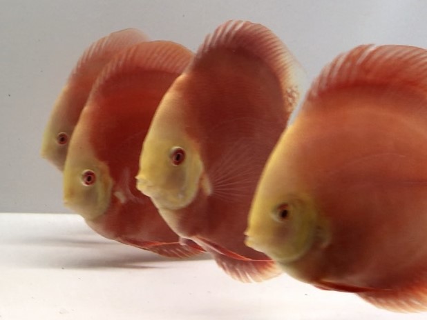 Discus Albino Red Melon Grado A