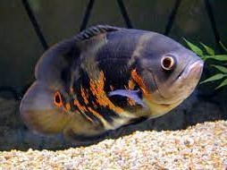 Astronotus Tigre
