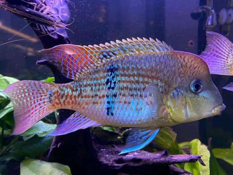 Geophagus Alto Sinu
