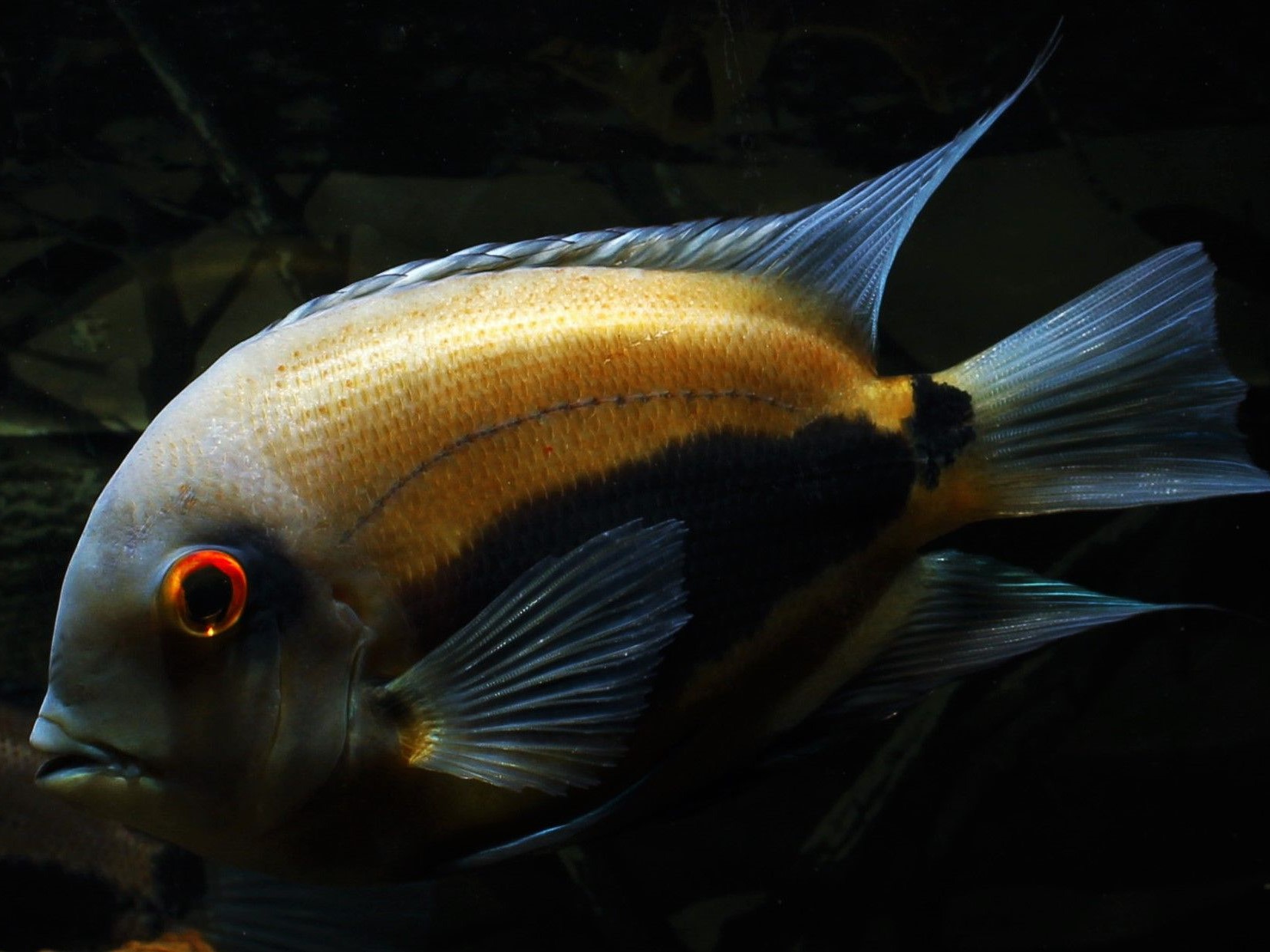 Uaru Sp. Orange Tefe