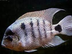 Vieja argentea