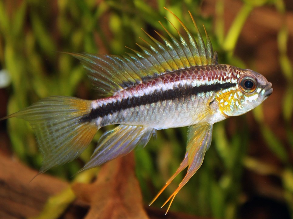 Apistogramma Bitaeniata Orange Casal
