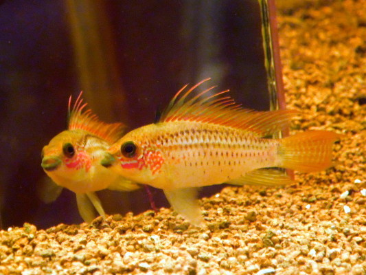 Apistogramma Strawberry Casal