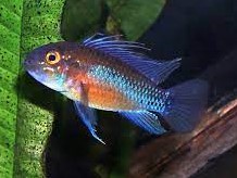 Apistogramma Sunset Casal