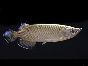 Arowana Jardini silver