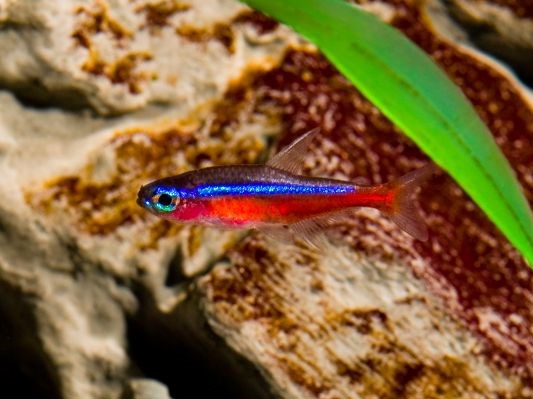 Neon Cardenal
