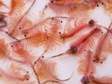 ARTEMIA ADULTA