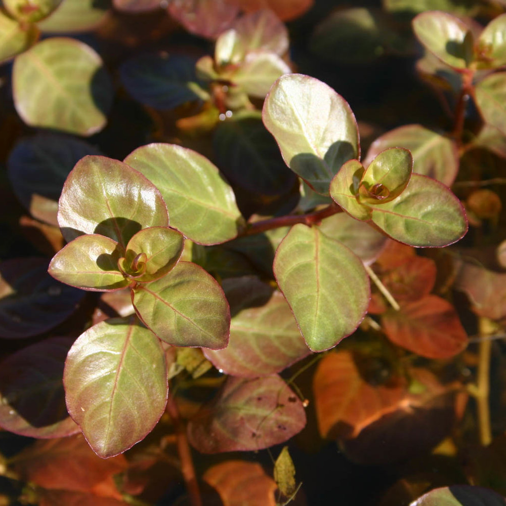 LUDWIGIA OVALIS RED