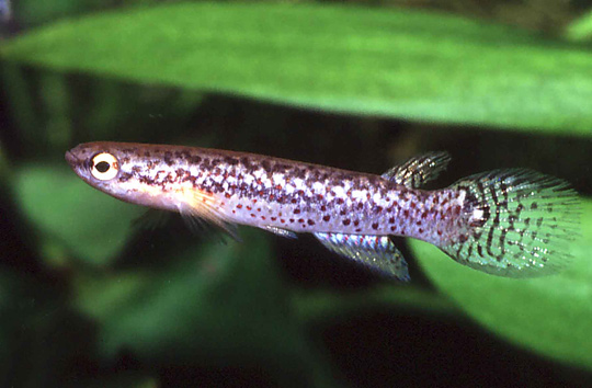 Melanoorivulus Puntactus