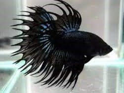 Betta Crowntail Black Macho