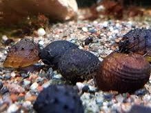 Neritina Mine Snail