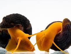 Orange Sulawessi Snail