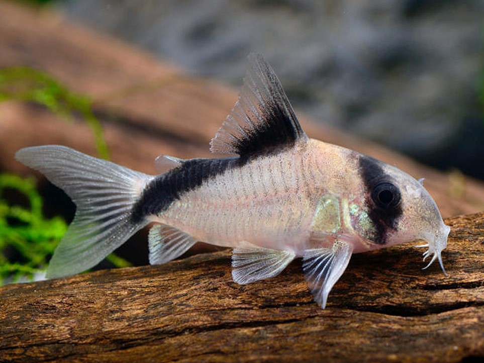 Hoplisoma Davidsansi (Ex Coridora Davidsandsi)